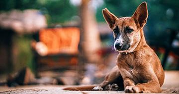 stray dog on street